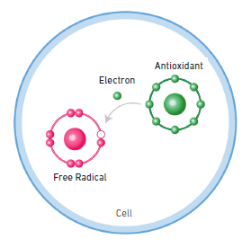 antioxidant free radicals