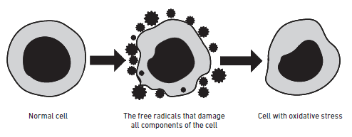 normal cell versus free radical damaged